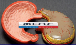 Модель "Желудок" - fgospostavki.ru - Тихорецк