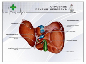 Стенд "Строение печени человека" - fgospostavki.ru - Тихорецк