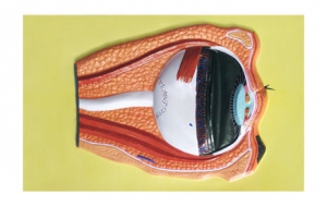 Модель барельефная "Строение глаза" - fgospostavki.ru - Тихорецк