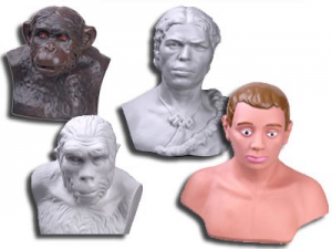 Комплект палеонтологических моделей "Происхождение человека" - fgospostavki.ru - Тихорецк