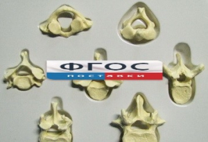 Модель "Позвонки" (из 7 штук) - fgospostavki.ru - Тихорецк