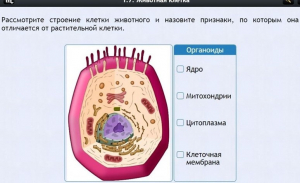 Интерактивные курсы. Биология 8 класс. Базовый - fgospostavki.ru - Тихорецк
