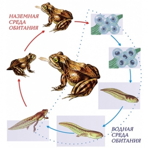 Модель-аппликация Цикл развития лягушки - fgospostavki.ru - Тихорецк
