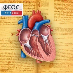 Анатомия (Цифровой атлас школьника) - fgospostavki.ru - Тихорецк