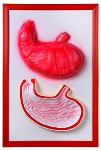 Барельефная модель "Желудок" - fgospostavki.ru - Тихорецк