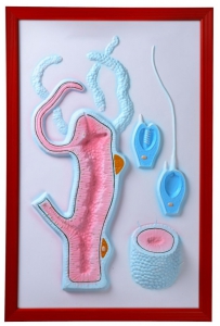 Барельефная модель "Строение гидры" - fgospostavki.ru - Тихорецк