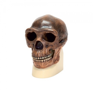 Модель черепа синантропа - fgospostavki.ru - Тихорецк