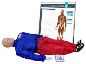 "Александр-01" тренажер-манекен взрослого пострадавшего для отработки приемов сердечно-легочной реанимации (голова, туловище, конечности) с контроллером и настенным табло - fgospostavki.ru - Тихорецк