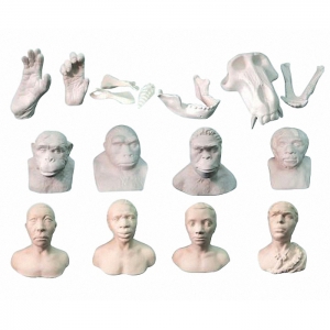 Набор моделей палеонтологических находок "Происхождение человека"	 - fgospostavki.ru - Тихорецк