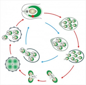Модель-аппликация Размножение одноклеточной водоросли - fgospostavki.ru - Тихорецк