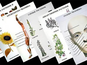 Таблицы по природоведению 1-3 класс (46 штук, формат А2) - fgospostavki.ru - Тихорецк