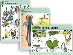 Комплект таблиц по биологии демонстрационных "Ботаника 1" (12 таблиц, формат А1, ламинированные) - fgospostavki.ru - Тихорецк