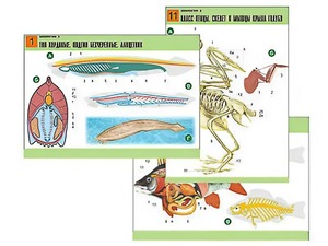 Комплект таблиц по биологии демонстрационных "Зоология 2" (16 таблиц, формат А1, ламинированные) - fgospostavki.ru - Тихорецк