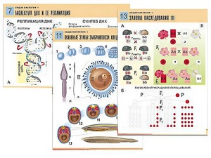 Комплект таблиц по биологии демонстрационных "Общая биология 1" (16 таблиц, формат А1, ламинированные) - fgospostavki.ru - Тихорецк