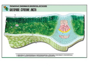 Рельефная таблица "Клеточное строение листа" (формат А1, матовое ламинирование) - fgospostavki.ru - Тихорецк