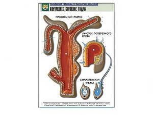 Рельефная таблица "Внутреннее строение гидры" - fgospostavki.ru - Тихорецк