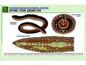 Рельефная таблица "Внутреннее строение дождевого червя" (формат А1, матовое ламинирование) - fgospostavki.ru - Тихорецк
