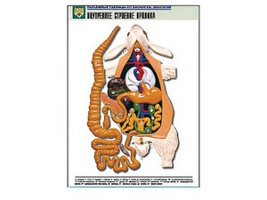 Рельефная таблица "Внутреннее строение кролика" (формат А1, матовое ламинирование) - fgospostavki.ru - Тихорецк