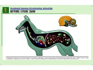 Рельефная таблица "Внутреннее строение собаки" (формат А1, матовое ламинирование) - fgospostavki.ru - Тихорецк