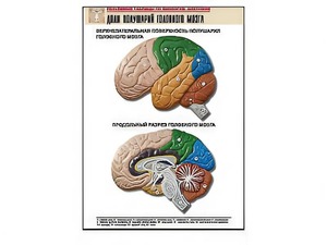 Рельефная таблица "Доли полушарий головного мозга" (формат А1, матовое ламинирование) - fgospostavki.ru - Тихорецк