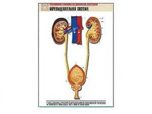 Рельефная таблица "Мочевыделительная система" (формат А1, матовое ламинирование) - fgospostavki.ru - Тихорецк