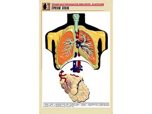 Рельефная таблица "Строение легких" (формат А1, матовое ламинирование) - fgospostavki.ru - Тихорецк