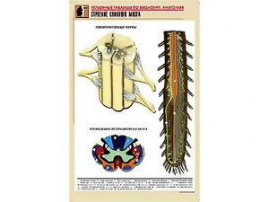 Рельефная таблица "Строение спинного мозга " (формат А1, матовое ламинирование) - fgospostavki.ru - Тихорецк