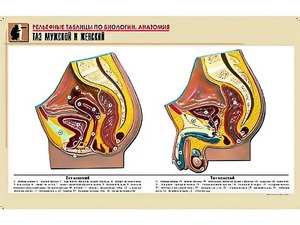 Рельефная таблица "Таз мужской и женский" (формат А1, матовое ламинирование) - fgospostavki.ru - Тихорецк