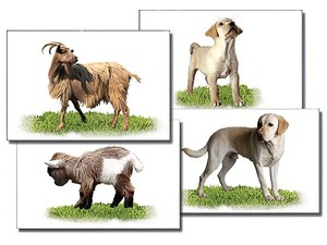 Набор карточек "Домашние животные" (раздаточные) - fgospostavki.ru - Тихорецк