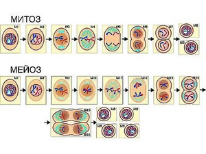 Модель-аппликация "Деление клетки. Митоз и мейоз" (ламинированная) - fgospostavki.ru - Тихорецк