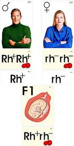 Модель-аппликация "Наследование резус-фактора" (ламинированная) - fgospostavki.ru - Тихорецк