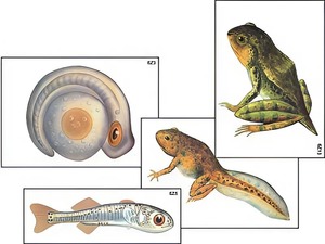Модель-аппликация "Развитие костной рыбы и лягушки" (ламинированная) - fgospostavki.ru - Тихорецк