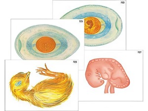 Модель-аппликация "Развитие птицы и млекопитающего (человека)" (ламинированная) - fgospostavki.ru - Тихорецк