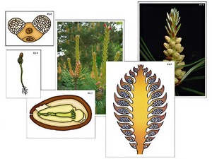 Модель-аппликация "Размножение сосны" (ламинированная) - fgospostavki.ru - Тихорецк