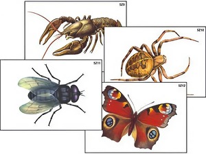 Модель-аппликация "Разнообразие беспозвоночных" (ламинированная) - fgospostavki.ru - Тихорецк
