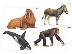 Модель-аппликация "Разнообразие высших хордовых 2. Млекопитающие" (ламинированная) - fgospostavki.ru - Тихорецк