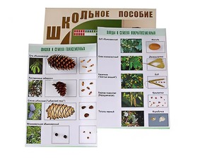Коллекция "Шишки, плоды, семена деревьев и кустарников" - fgospostavki.ru - Тихорецк