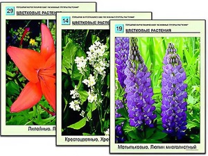 Гербарий фотографический "Основные группы растений" - fgospostavki.ru - Тихорецк