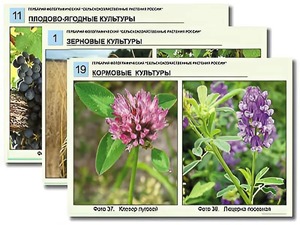 Гербарий фотографический "Сельскохозяйственные растения России" - fgospostavki.ru - Тихорецк