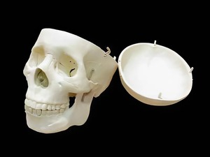 Модель "Череп человека" - fgospostavki.ru - Тихорецк