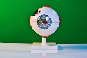 Модель глаза - fgospostavki.ru - Тихорецк