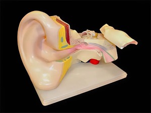 Модель уха - fgospostavki.ru - Тихорецк