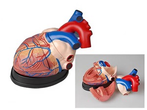 Модель сердца в разрезе (демонстрационная) - fgospostavki.ru - Тихорецк