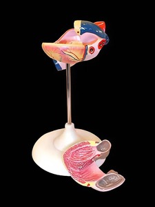 Модель сердца (лабораторная) - fgospostavki.ru - Тихорецк