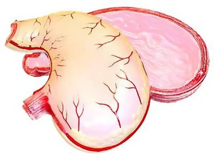 Модель желудка в разрезе - fgospostavki.ru - Тихорецк