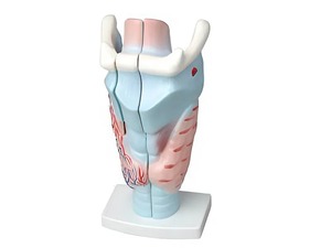 Модель гортани в разрезе - fgospostavki.ru - Тихорецк