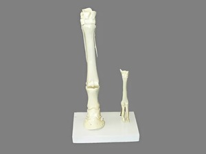 Модель "Скелет конечностей лошади и овцы" (на подставке) - fgospostavki.ru - Тихорецк