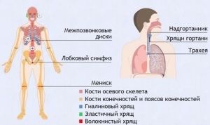 Интерактивные курсы. Биология 9 класс. Базовый. - fgospostavki.ru - Тихорецк
