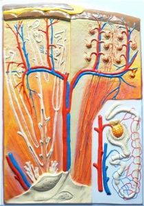 Модель барельефная "Почка" (макро-микростроение) - fgospostavki.ru - Тихорецк