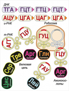Модель-аппликация Биосинтез белка - fgospostavki.ru - Тихорецк